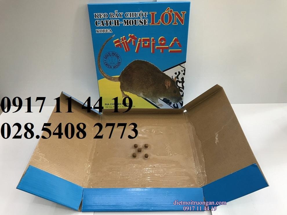 KEO DÍNH CHUỘT CỐNG, CHUỘT TO