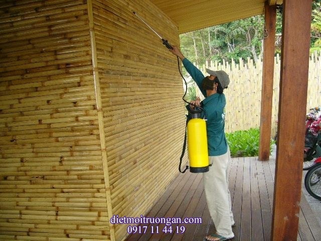Cách xử lý Mọt Tre hiệu quả nhất