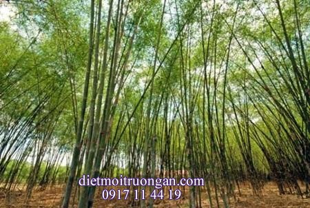 LN5 90 chống mối, mọt, mốc