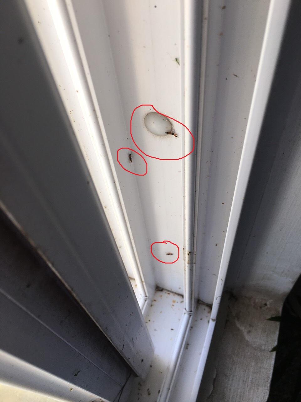 Thuốc diệt Kiến Ba Khoang Fendona 10sc chai 50ml không mùi của Đức