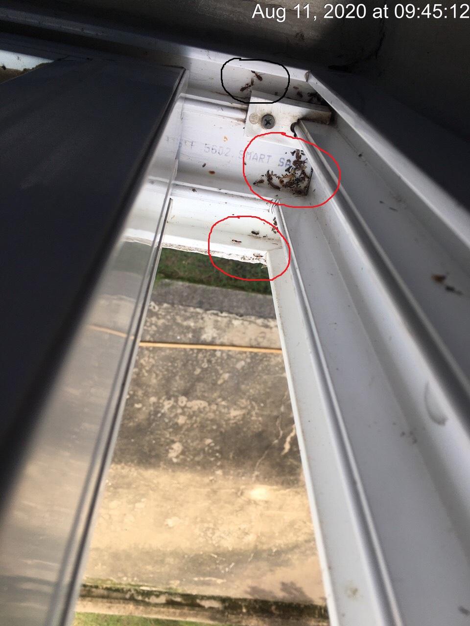 Thuốc diệt kiến Ba Khoang Fennaco chai 100ml, không mùi