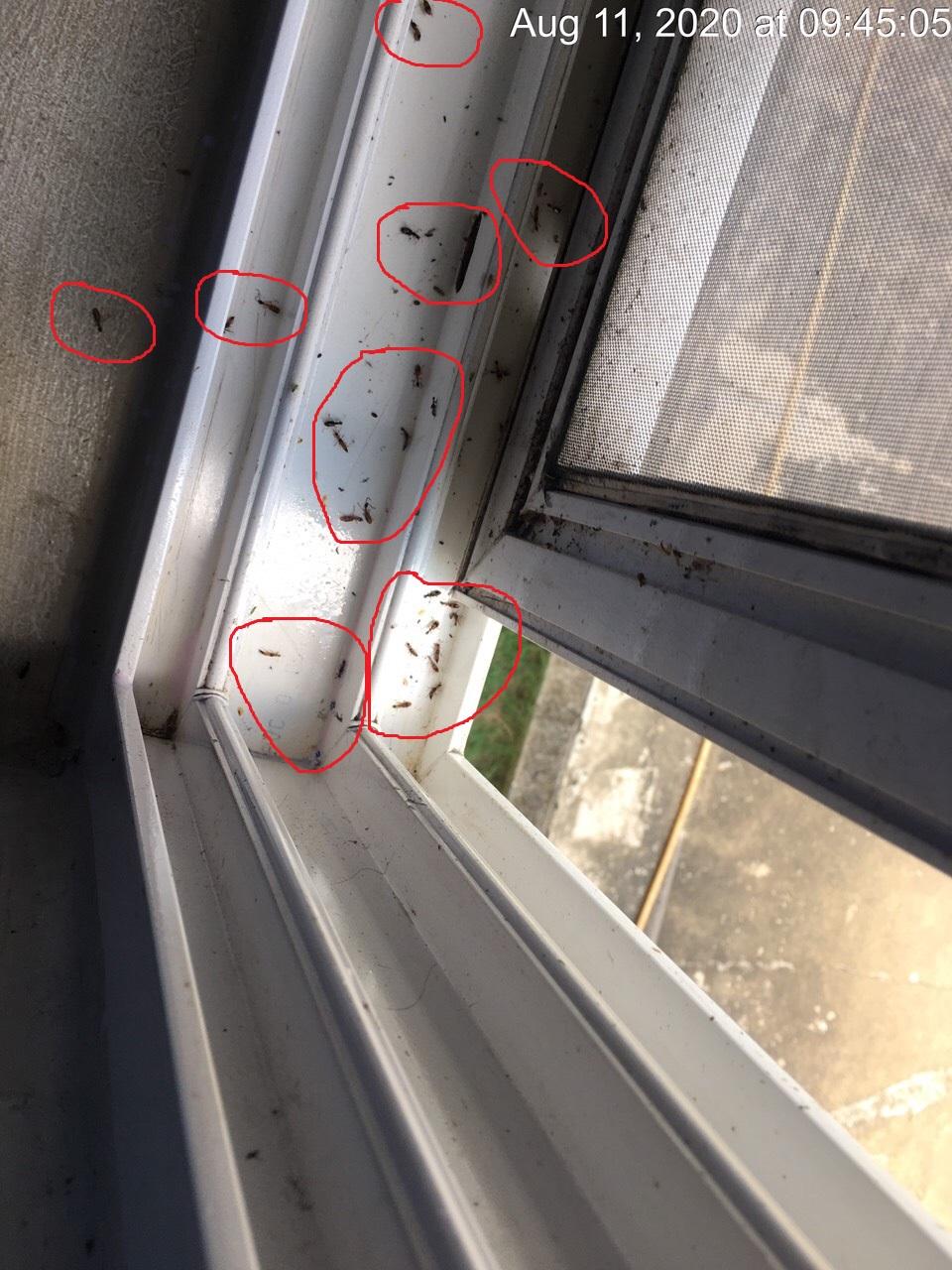 Bán thuốc diệt kiến ba khoang Fennaco 110sc chai 100ml